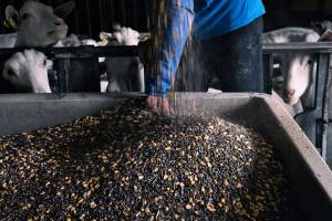 MARIA JULIA MARCHINI - MARIA MARCHINI