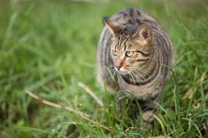 Soléa GUERINOT - SOLEA GUERINOT